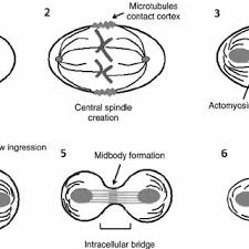 Maybe you would like to learn more about one of these? Schematic Representation Of An Animal Cell In Cytokinesis 1 During Download Scientific Diagram