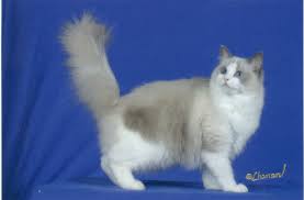 Im in love with those striking blue eyes!!! Bordeaux Ragdoll Cats Ragdoll Cat Cats Cat Breeds