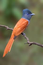 Black Bird With Long Tail India Paradise Flycatcher Birds Pet Birds Flycatcher