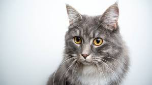 techka u koshek prodolzhitelnost i sposoby resheniya purinaone ru