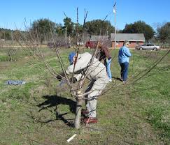 The containers restrict root growth and promote fruit production. Stone Fruit Winter Care Gardening In The Panhandle