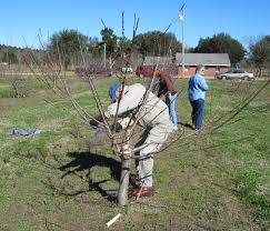 Typically these fruits are thinned skinned and tend not to ripen off the tree, so they are picked. Stone Fruit Winter Care Gardening In The Panhandle