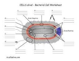 Plant cells are eukaryotic cells present in green plants, photosynthetic eukaryotes of the kingdom plantae. 31 Label Parts Of A Cell Worksheet Labels Database 2020
