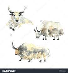 Wild Yaks Watercolor Painting On Paper Background Stokovye Fotografii 437260030 Shutterstock Watercolor Paintings Drawings Illustration