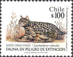 Seven subspecies of this species have been recognized. Stamp Pampas Cat Lynchailurus Colocolo Chile Mi Cl 2015 Sn Cl 1362 Yt Cl 1585 Sg Cl 1992