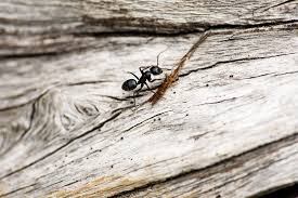 You can call at +1 410 574 2661 or find more contact information. Home Accurate Termite And Pest Control