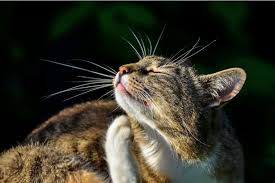 The lung irritation from de is. Diatomaceous Earth For Fleas Does It Really Work Great Pet Care