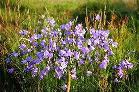 Image result for Campanula