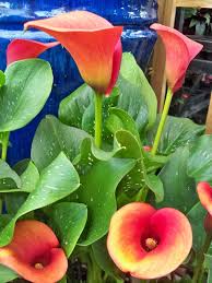 Image result for Zantedeschia