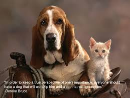 25 Inspiring Quotes For People Who Love Animals Basset Dog Animals Dog Cat