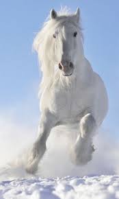 Black And White Horse Images Hd Animal Horse Clydesdale Draught Horse Black White Mobile Wallpaper Horses Horses In Snow Horse Wallpaper
