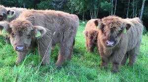 This cow is bred mainly for its meat. Scottish Highland Cattle In Finland Fluffy Calves Everywhere Ylamaankarja Vasikoita Youtube