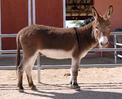 Pamarosa Pond Miniature Donkeys Chino Valley Arizona Chino Valley Miniature Donkey Chino