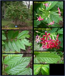 Image result for Combretum indicum