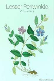 Lesser Periwinkle Vinca Minor Herbs Herbalism Herbal Plants