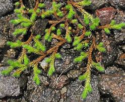 Image result for Selaginella perpusilla