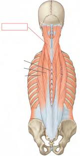 The superficial back muscles are the muscles found just under the skin. Ucsf Anatomy Back Muscles Ankiweb