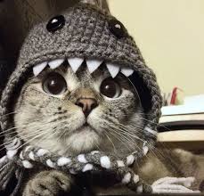 Gambar kucing lucu imut dan paling menggemaskan sedunia gambar. 5 Tips Petik Gambar Kucing Berita Mediacorp