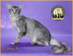 The breed disappeared when the more fully coated persian arrived in the early 1900s. Cat Colours