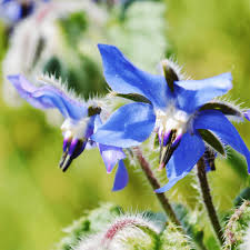 Image result for Borago officinalis