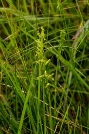 Image result for Habenaria filicornis