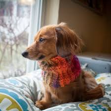 Puppy Scarf Dog Scarf Cowl Dachshund Scarf Cowl Small Dog Scarf Cowl 10 00 Via Etsy Dog Scarfs Puppy Scarf Dachshund Puppy Long Haired