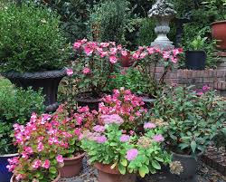 We did not find results for: Plantes D Ombre Fleurs Et Arbustes Qui Poussent A L Ombre