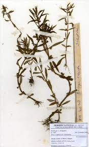 Image result for Bacopa hamiltoniana