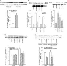 Dozens of bullish and bearish live candlestick chart patterns for the magazine luiza sa stock and use them to predict future market behavior. Activation Of Mglu3 Receptors Stimulates The Production Of Gdnf In Striatal Neurons