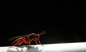 Elevation Of Buffalo Mountain Trailhead Hatfield Mccoy Trails 34 Oakwood Heights Road Williamson Wv Usa Topographic Map Altitude Map