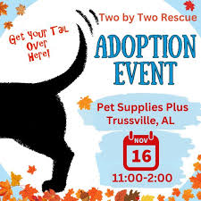 Misty, Pumpkin, Silas, Winnie,...