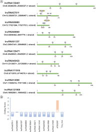 Lego scp foundation 3 scp 914 youtube. Global Identification And Analysis Revealed Differentially Expressed Lncrnas Associated With Meiosis And Low Fertility In Autotetraploid Rice Springerlink