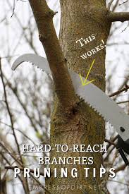 If the tree is lying flat on the ground, make your buck cut from the top. How To Safely Prune Hard To Reach Tree Branches Empress Of Dirt