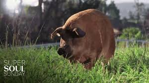 When the barking of their beloved dog todd leads to an eviction notice from their tiny la apartment, john and molly. Why Breakout Doc The Biggest Little Farm Didn T Sell To Netflix Indiewire