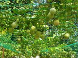 Kandungan nutrisi dalam buah ini bisa memberikan banyak kebaikan untuk tubuh, mulai dari meski namanya buah markisa, namun sebetulnya yang dikonsumsi adalah biji dari buah markisa. Menjaga Kebugaran Tubuh Manfaat Buah Markisa Solusinya