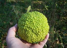 Trusted retailer of health & beauty products since 2001 Weird Green Fruit Is Not From Ohio Scioto Post