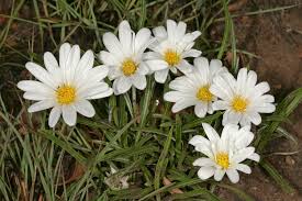 Image result for Gazania krebsiana