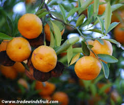 Image result for Citropsis