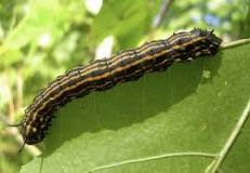 Image result for what do black and yellow striped caterpillars turn into
