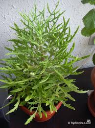 Image result for Kalanchoe laciniata