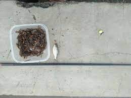 Wong Mancingan 8 Tips Dan Trik Mancing Wader Umpan Laron