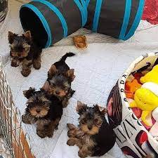 We did not find results for: Adorable Yorkie Puppies For Sale Posts Facebook