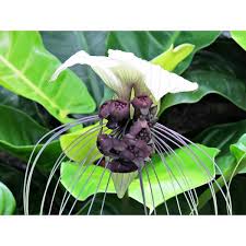 Image result for Pavetta fascifolia