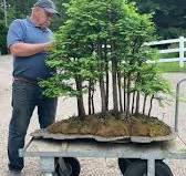 Exploring the Majestic Metasequoia Forest | Bonsai Enthusiast's Paradise