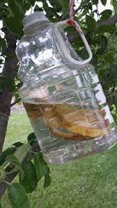 Maybe you would like to learn more about one of these? Hang In Fruit Trees As An Alternative To Spraying 1 Cup Sugar 1 Cup Vinegar And 1 Banana Peel Fill With Water A Fruit Trees Organic Bug Spray Fruit Garden
