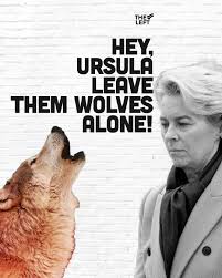 We cannot endanger biodiversity just because Ursula von der Leyen lost her  pony. Wolves are essential to healthy ecosystems. Yet the EU will weaken  their protection, despite no scientific justification and ongoing