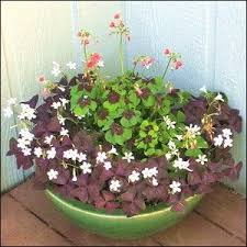 It grows 10 inches tall and wide. Pin On Purple Oxalis