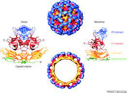 Norovirus is a stomach and intestinal virus that's very contagious. Norovirus Disease Changing Epidemiology And Host Susceptibility Factors Trends In Microbiology