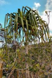 Image result for Panda oleosa