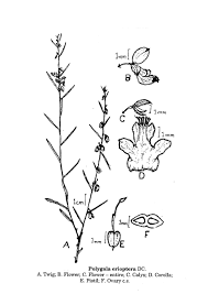Image result for Polygala erioptera